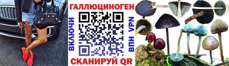 блэк спрут ТОР  Семикаракорск  Галлюциногенные грибы Psilocybine cubensis 